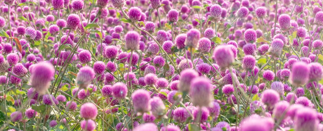 Thousand,Day,Red,Flowers,Blooming,In,The,Sunshine,In,The